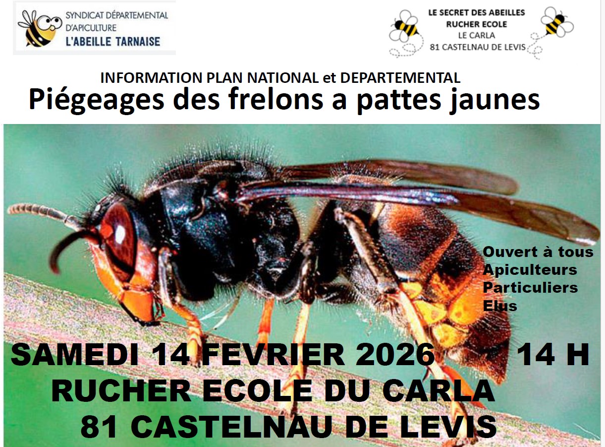 Frelon Pattes Rouges Piégeage des frelons à pattes jaunes - Lescure d'Albigeois